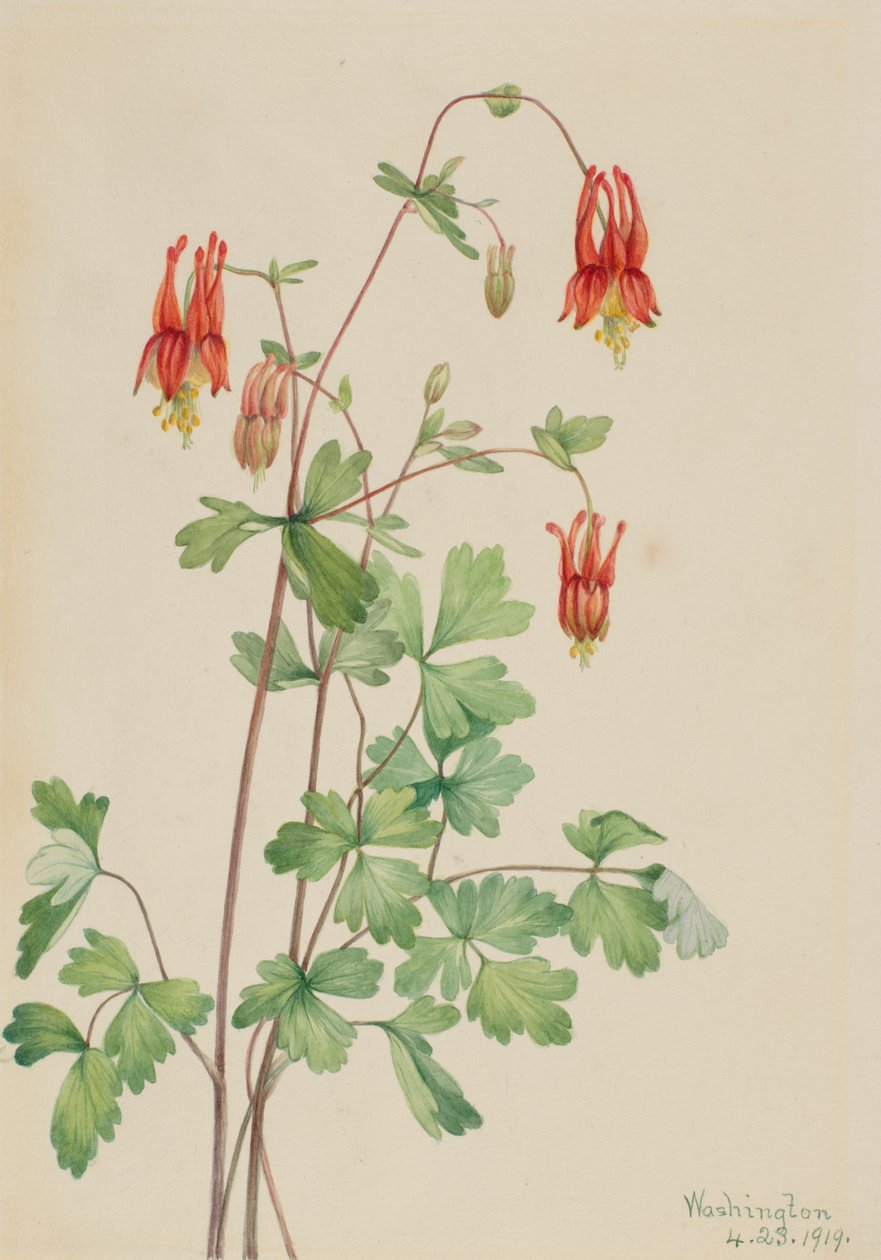 Amerikaanse akelei Aquilegia canadensis, 1919 door Mary Vaux Walcott