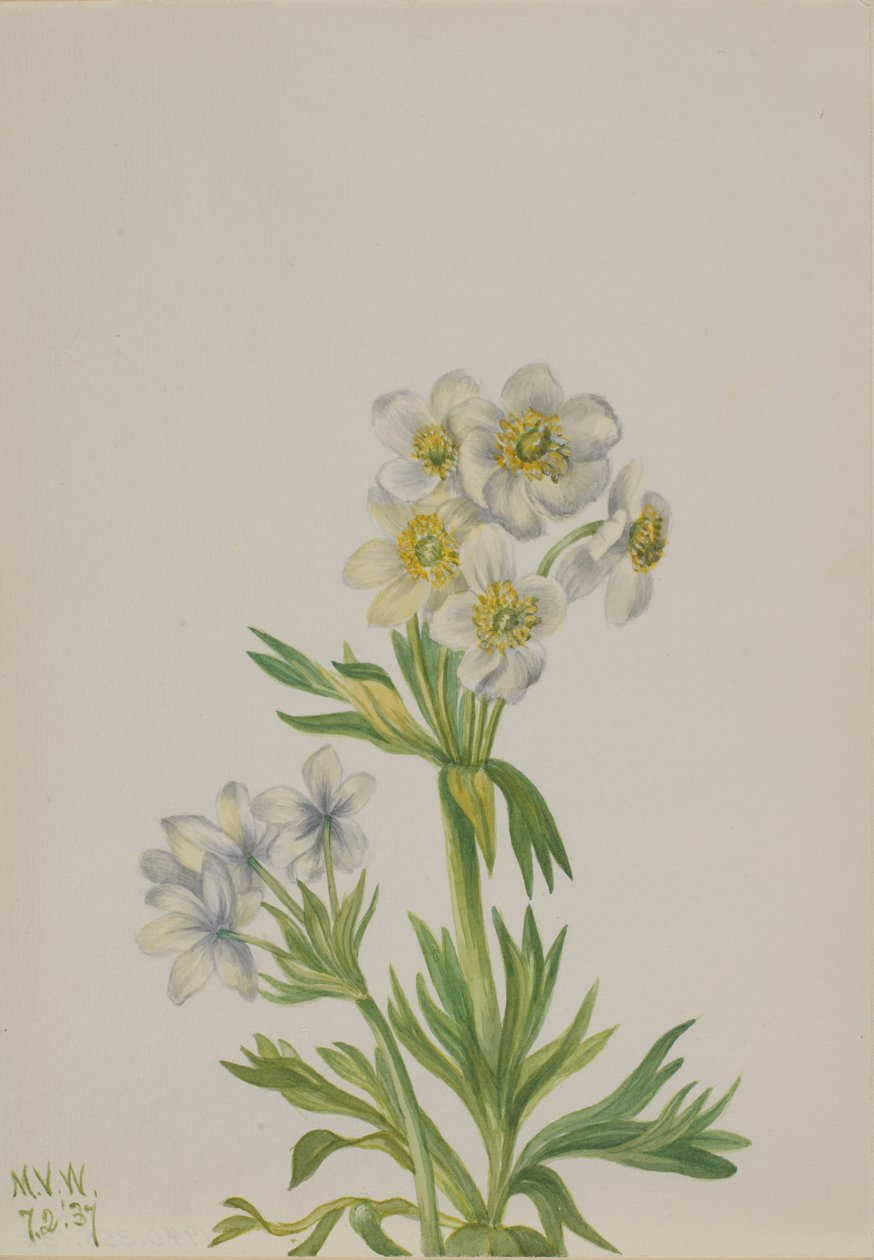 Anemoon (Anemone zephyra) door Mary Vaux Walcott