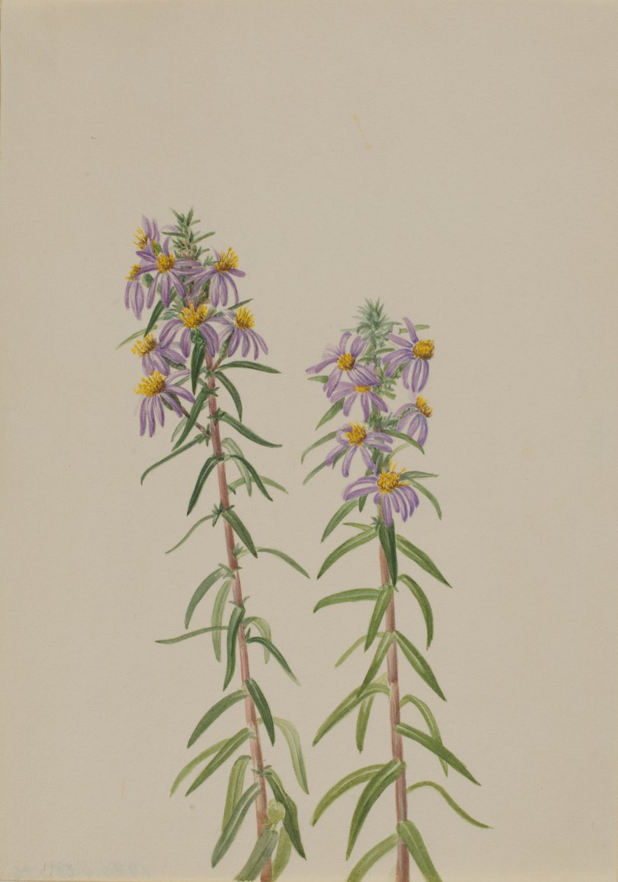 Aster Aster hirariifolius, 1923 door Mary Vaux Walcott