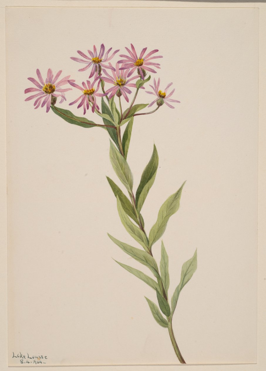 Aster Engelmann door Mary Vaux Walcott