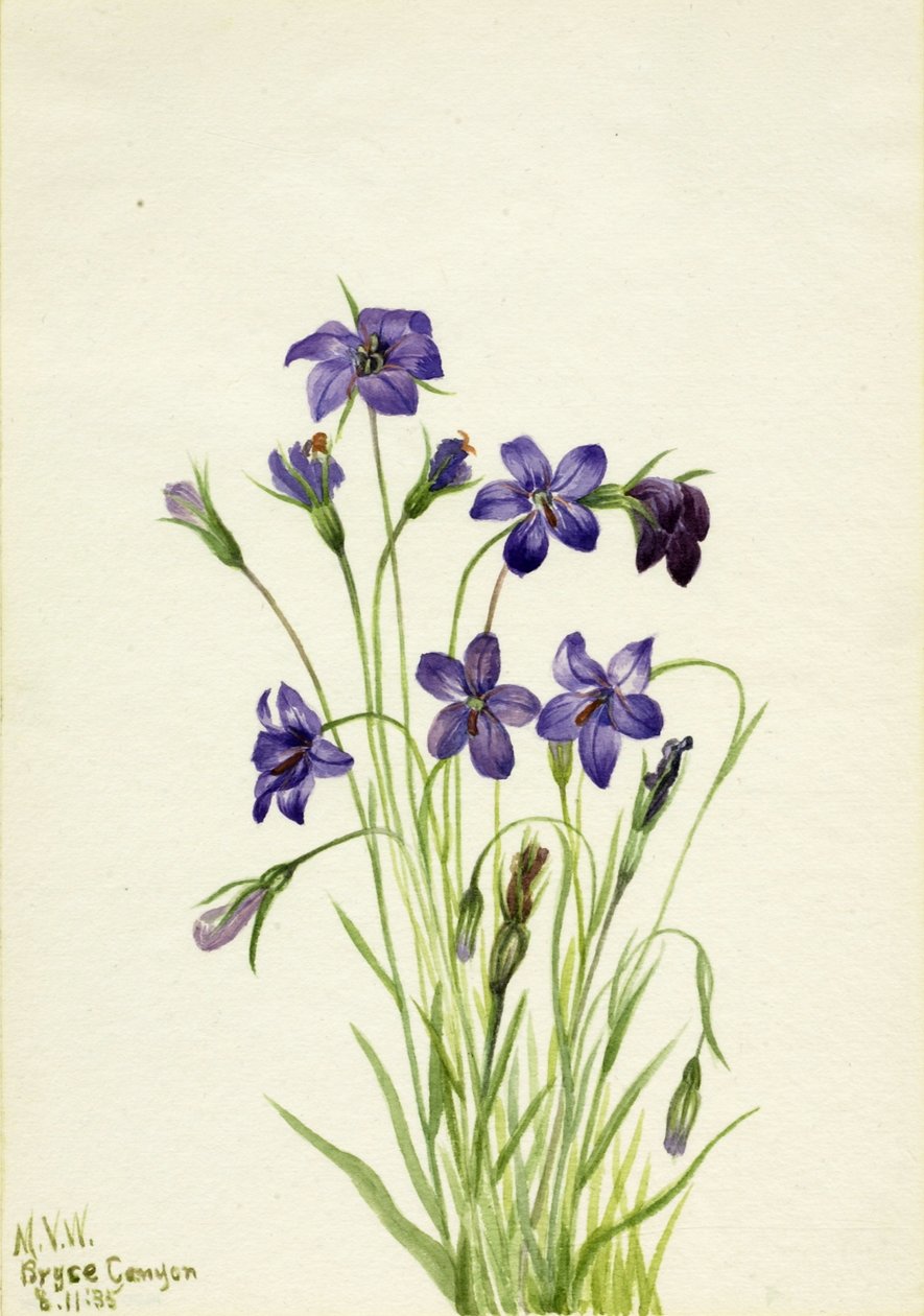 Klokjesbloem (Campanula) door Mary Vaux Walcott