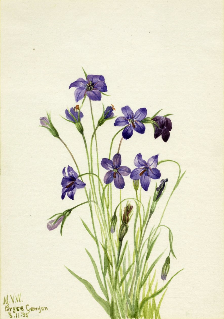 Klokbloem Campanula, 1935 door Mary Vaux Walcott