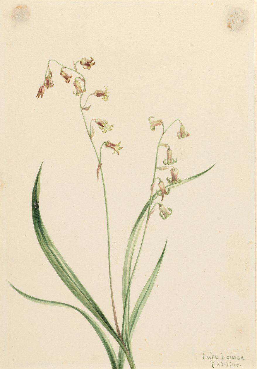 Bronsklokjes (Stenanthium occidentale) door Mary Vaux Walcott