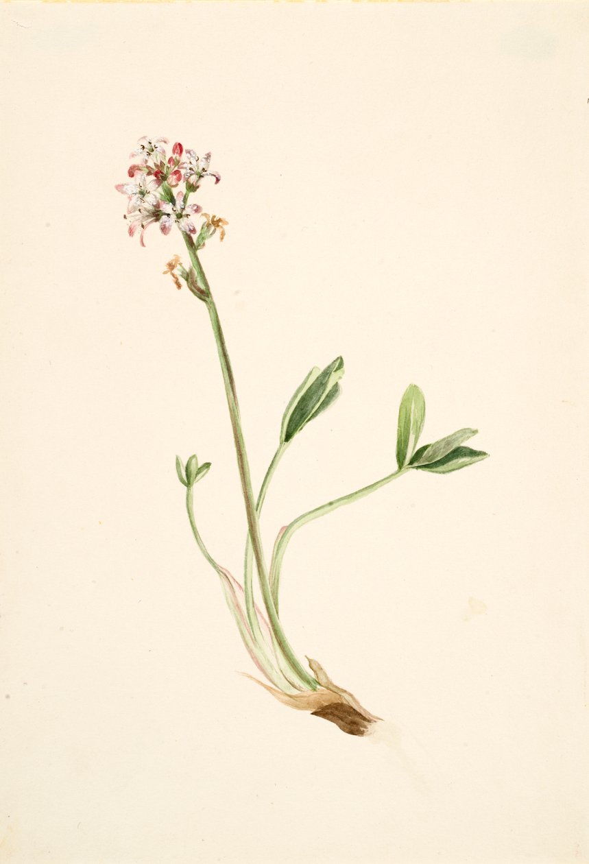 Waterdrieblad Menyanthes trifoliata, ca. 1900-1920 door Mary Vaux Walcott