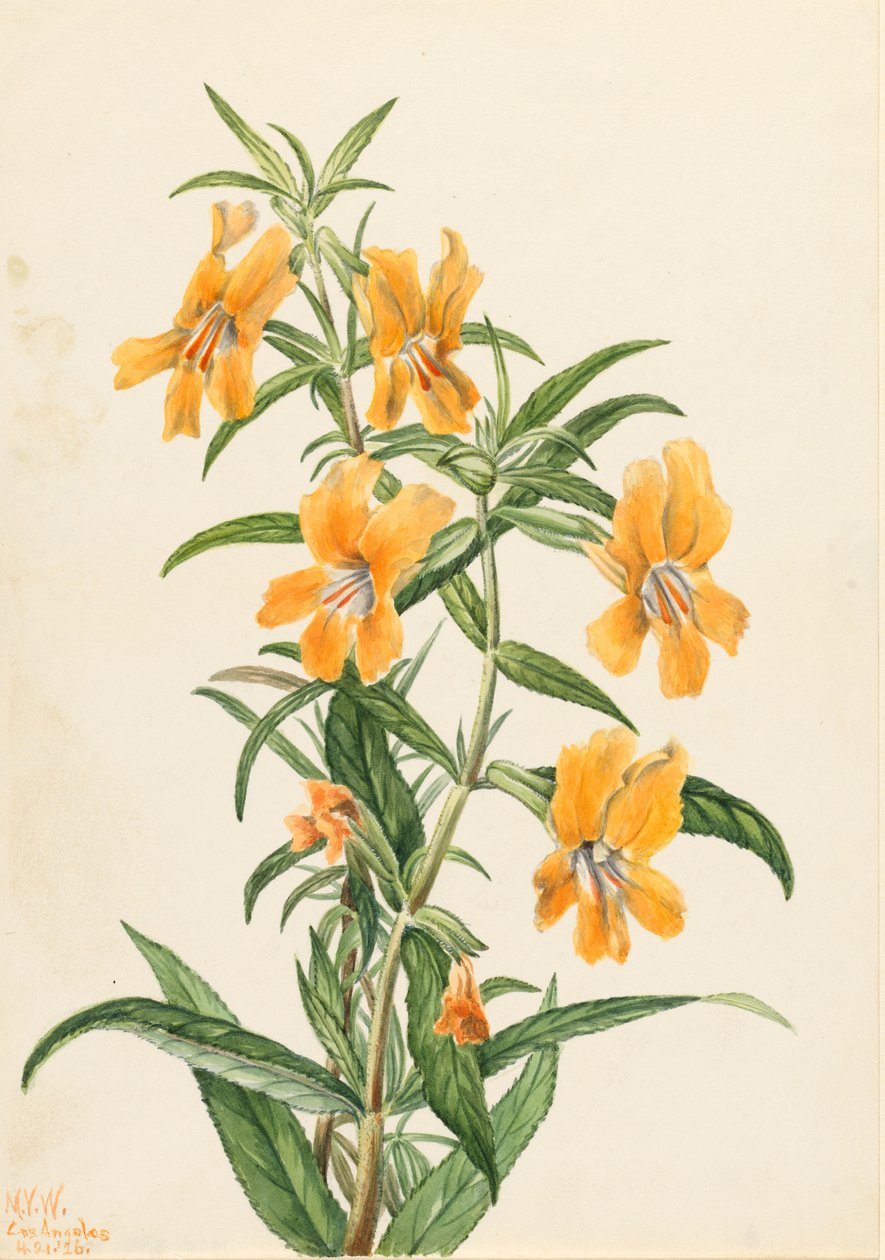 Buff Monkeyflower (Diplacus longiflorus) door Mary Vaux Walcott