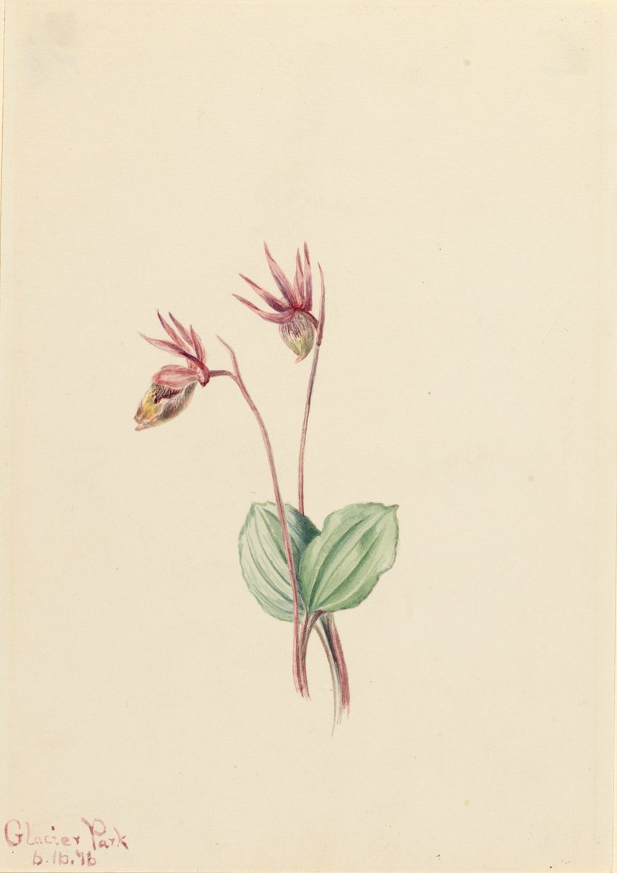 Calypso Cytherea bulbosa, 1916 door Mary Vaux Walcott