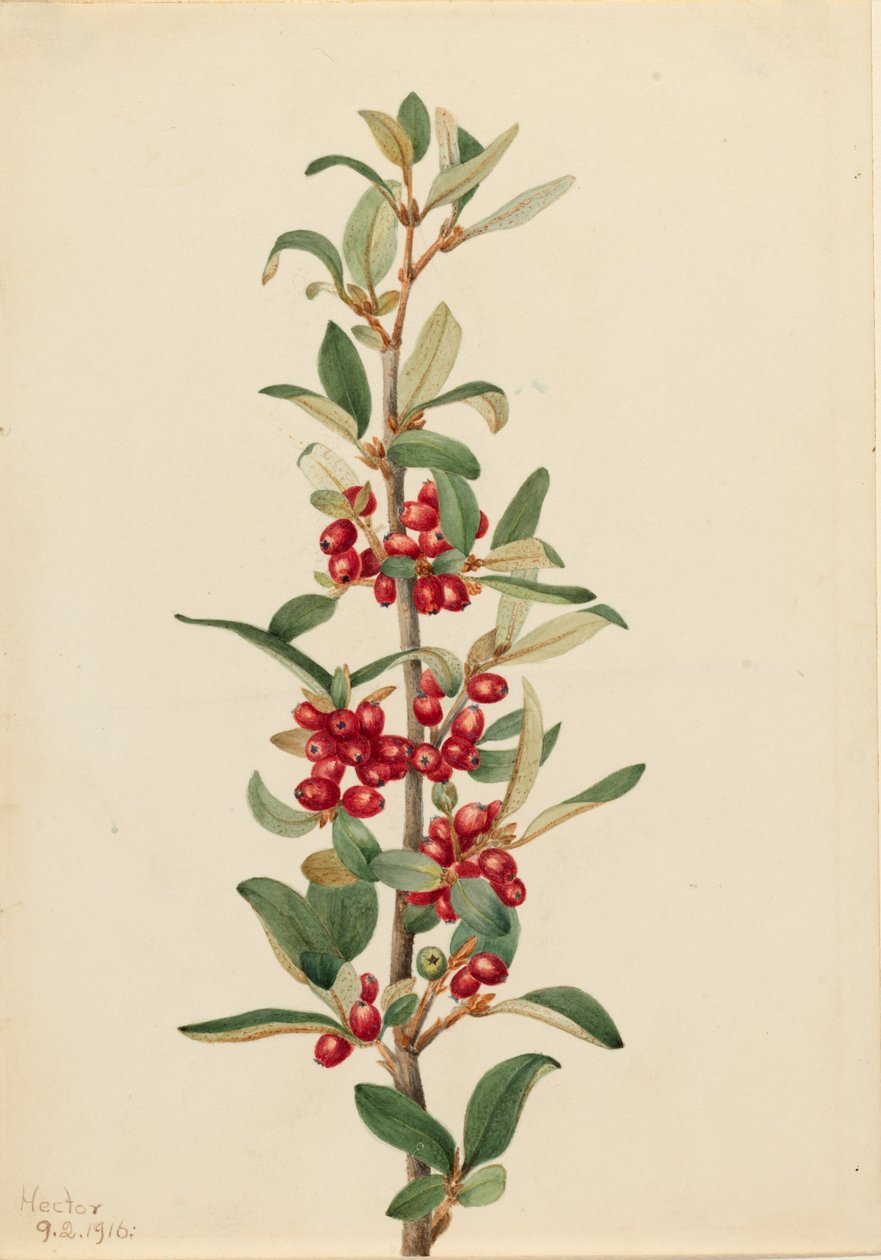 Canada Buffaloberry Lepargyrea canadensis door Mary Vaux Walcott