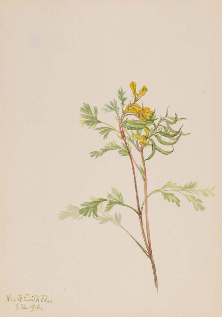 Capnoides aureum door Mary Vaux Walcott
