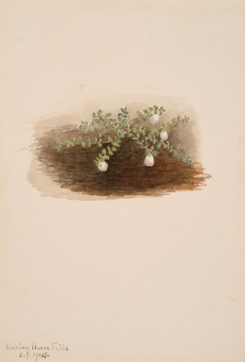 Chiogenes hispidula, 1904 door Mary Vaux Walcott
