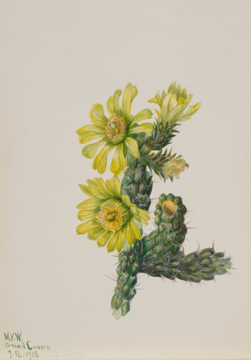Cholla Opuntia whipplei door Mary Vaux Walcott