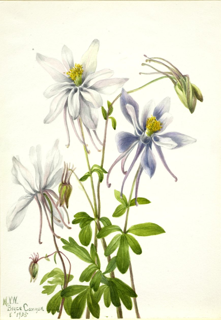 Akelei (Aquilegia ecalcarata) door Mary Vaux Walcott