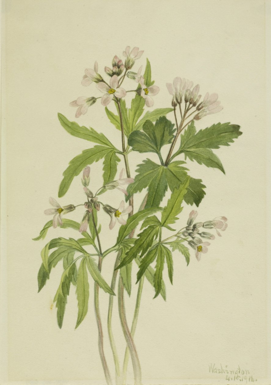 Gesneden tandwort Dentaria laciniata, 1918 door Mary Vaux Walcott