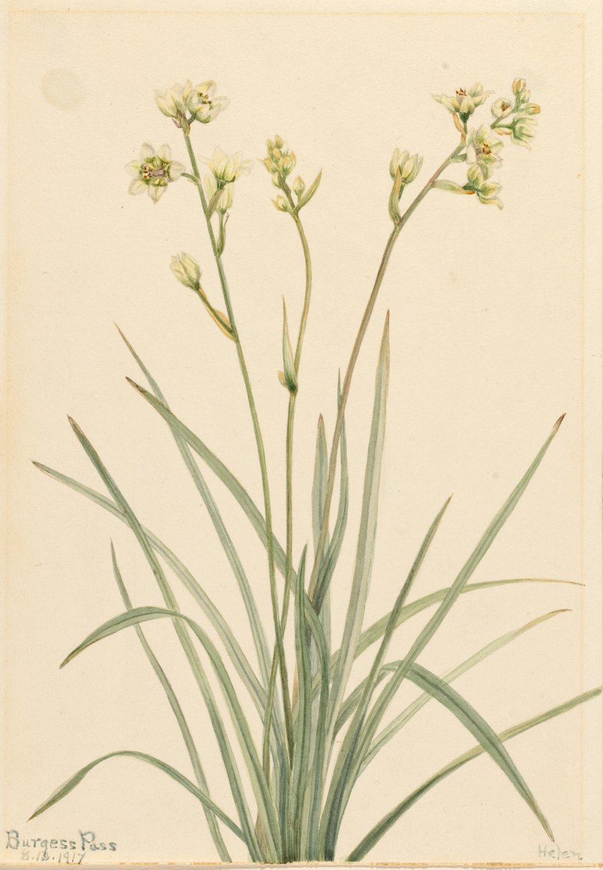 Dodemanscamas (Zygadenus elegans) door Mary Vaux Walcott
