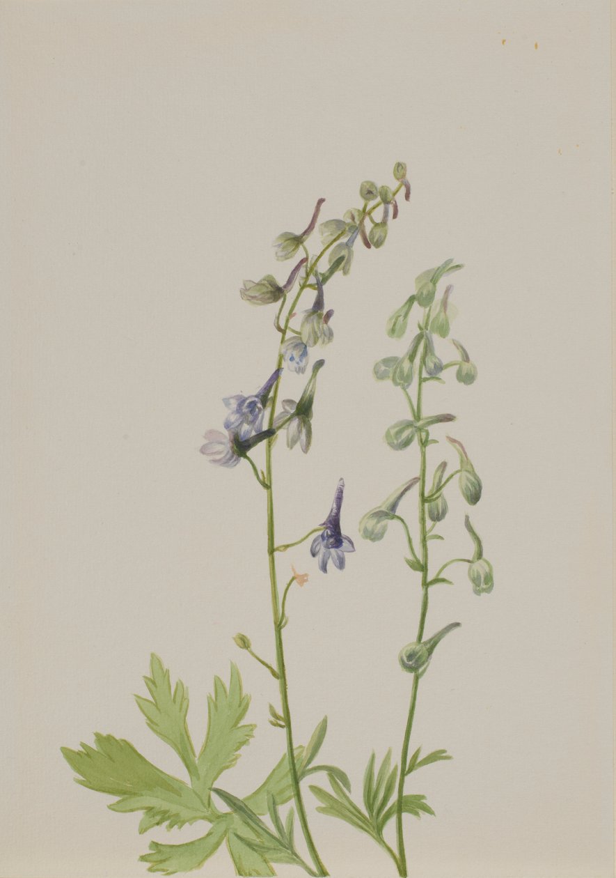 Ridderspoor (Delphinium scopulorum) door Mary Vaux Walcott
