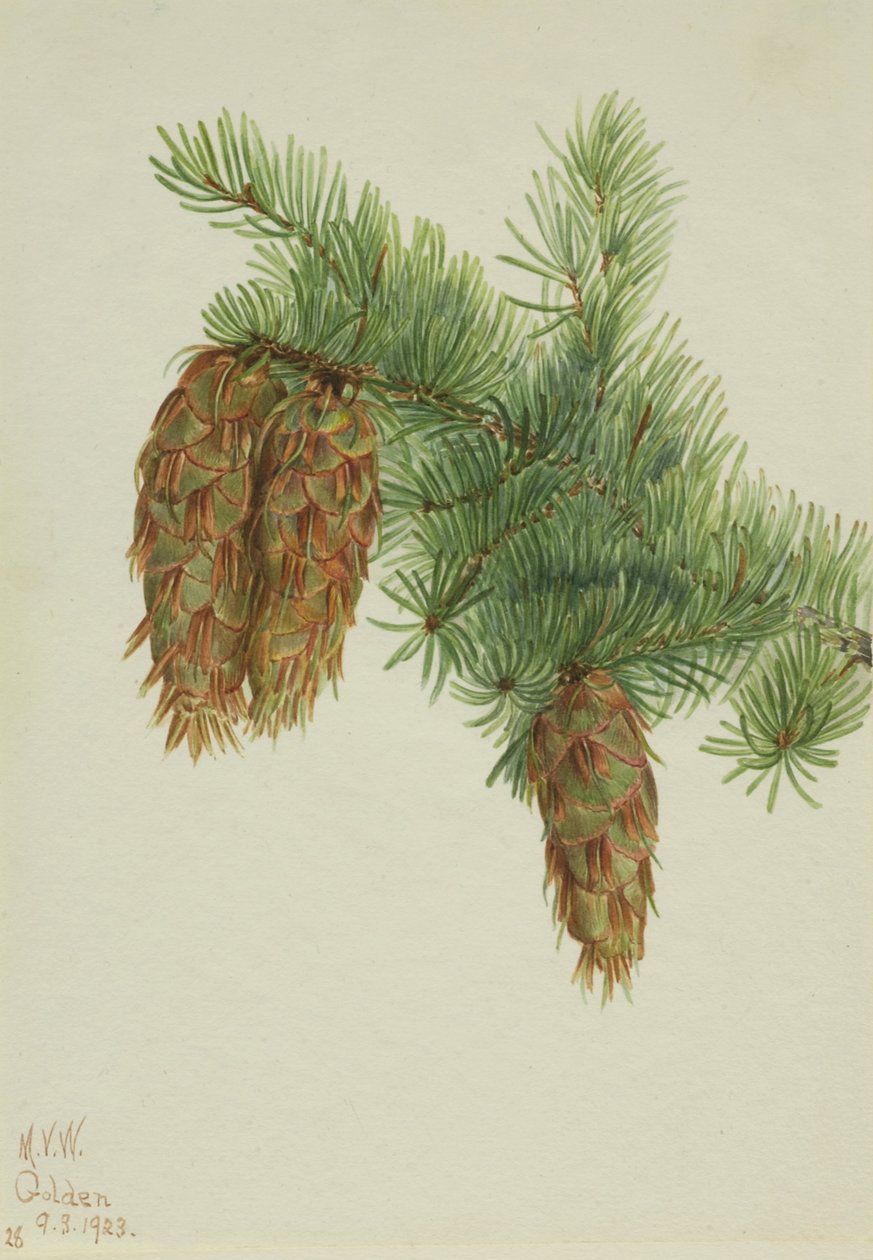 Douglasspar (Pseudotsuga mucronata) door Mary Vaux Walcott