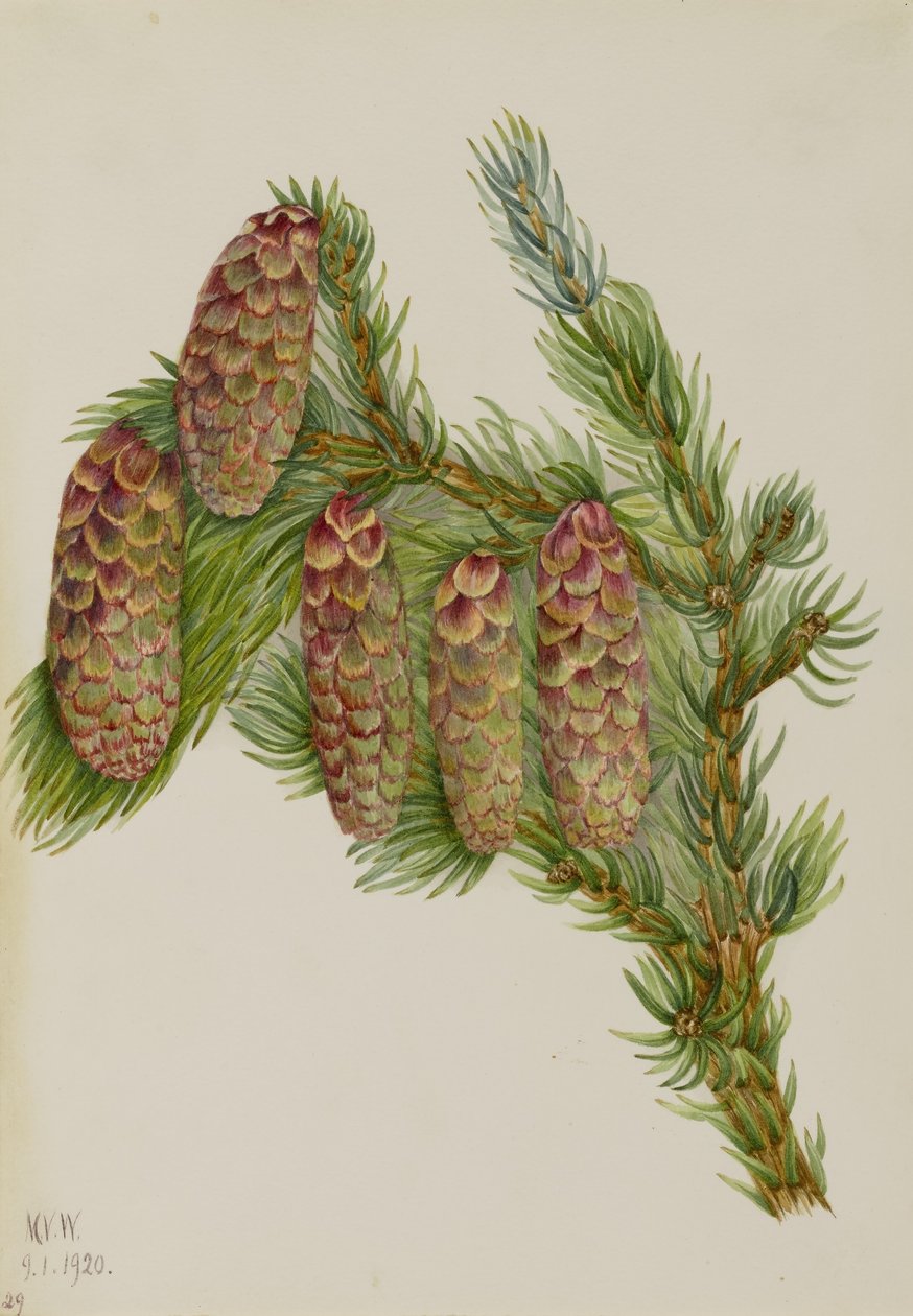 Engelmannspar (Picea engelmanni) door Mary Vaux Walcott