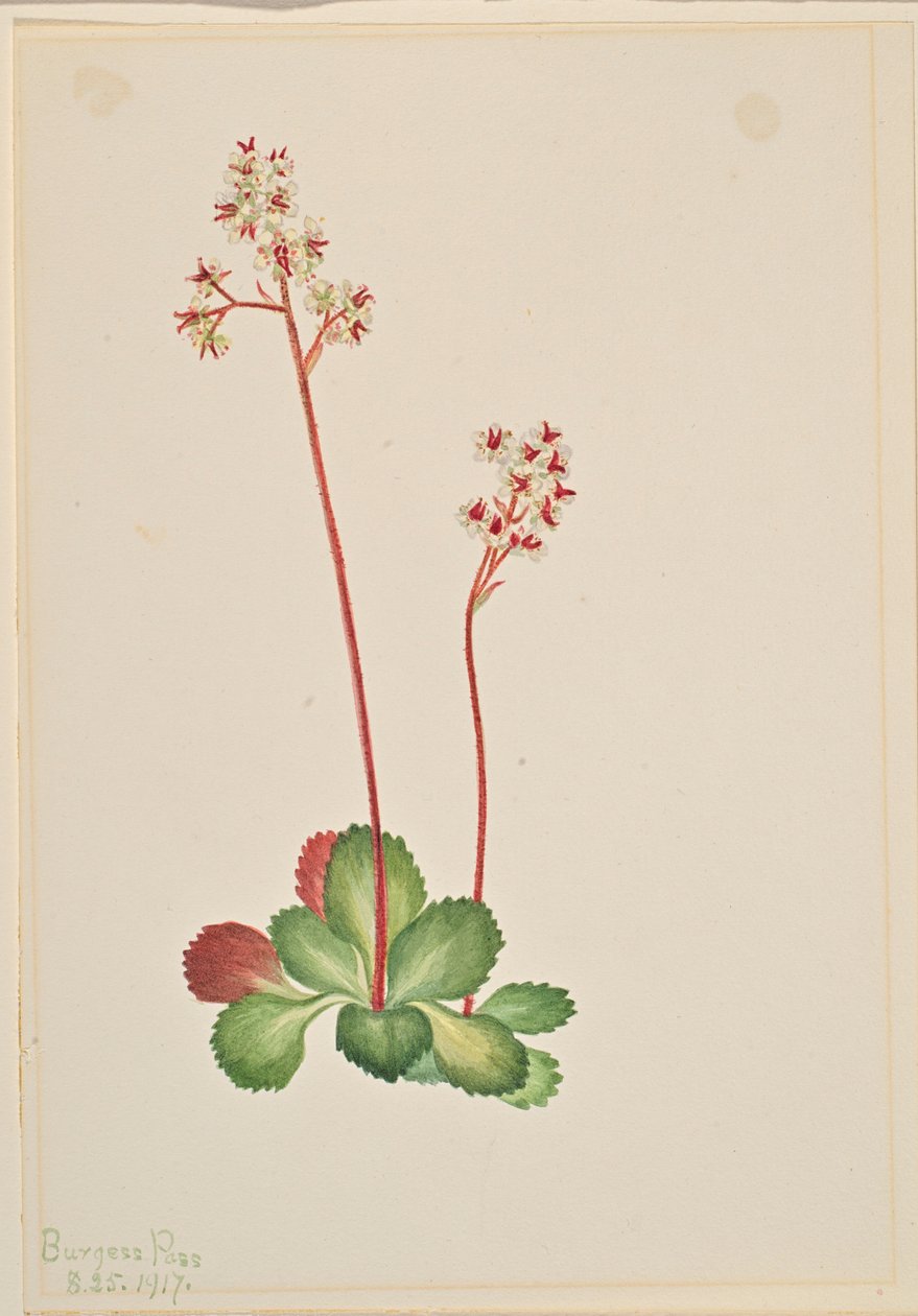 Wintergroene saksiflora (Leptarrhena pyrolifolia) door Mary Vaux Walcott