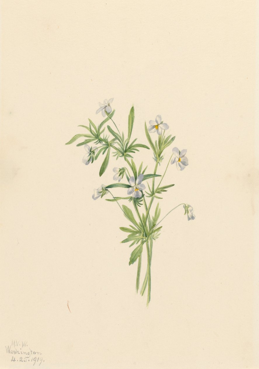 Veldviooltje Viola rafinesquii, 1919 door Mary Vaux Walcott