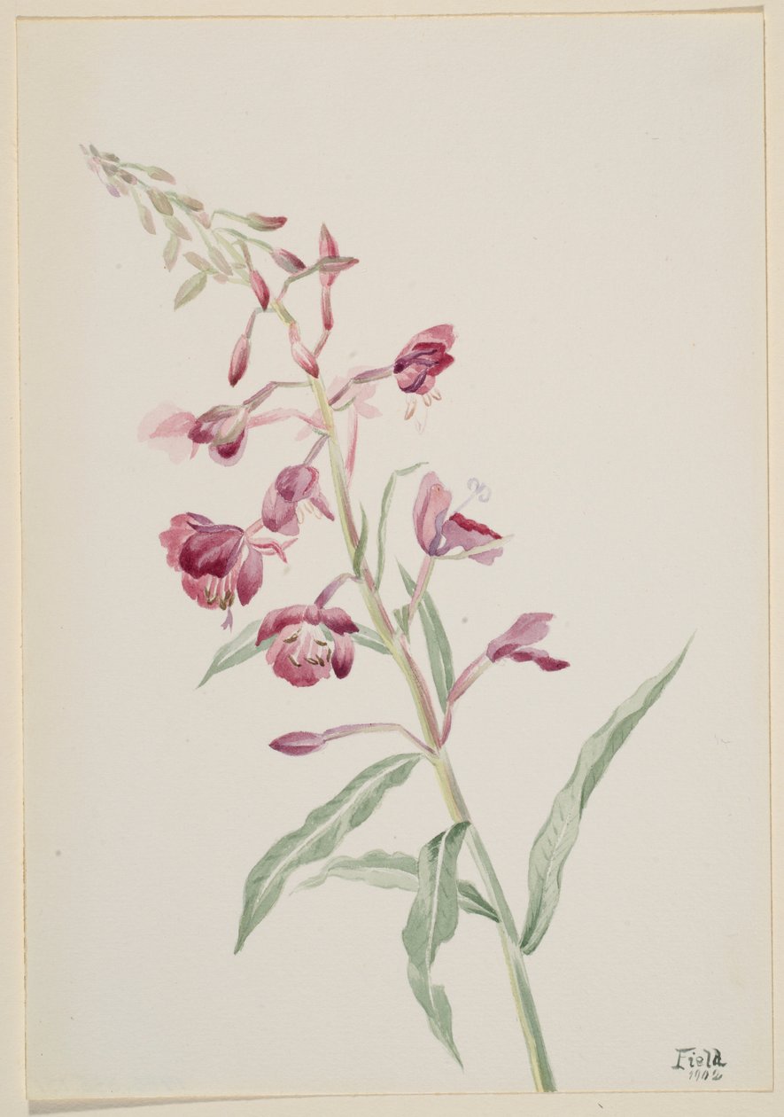 Vuurkruid (Epilobium angustifolium) door Mary Vaux Walcott
