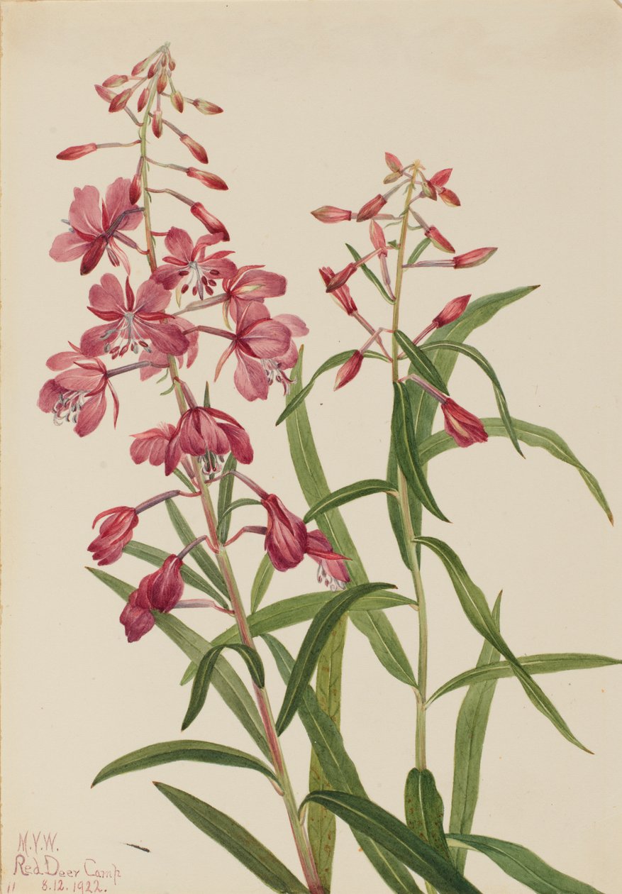 Wilgenroosje Epilobium angustifolium door Mary Vaux Walcott