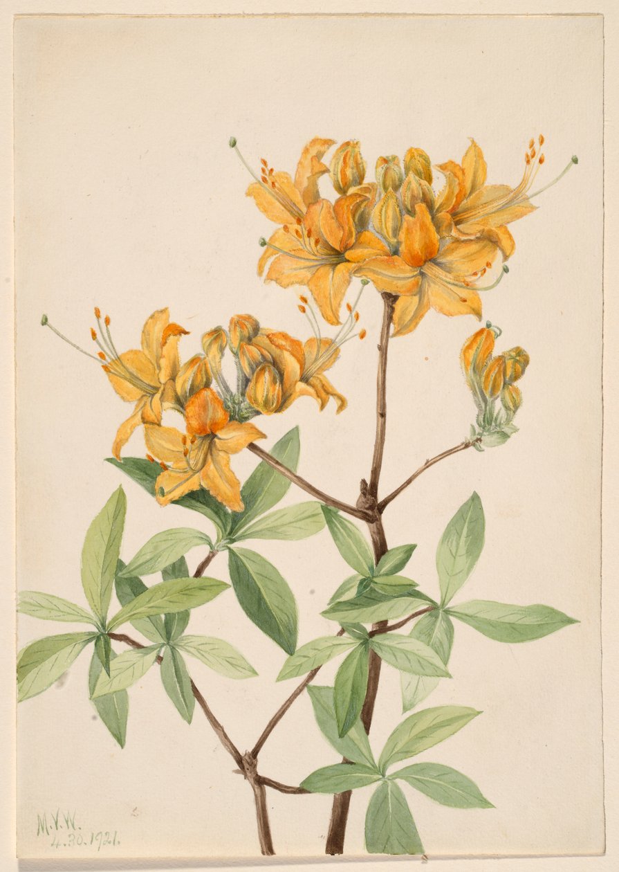Azalea (Azalea lutea) door Mary Vaux Walcott