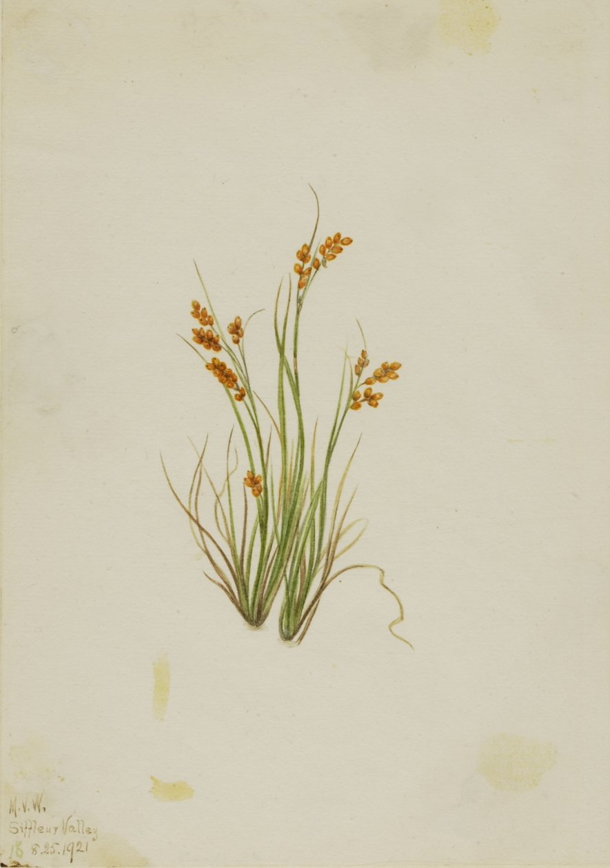 Gouden zegge (Carex aurea) door Mary Vaux Walcott