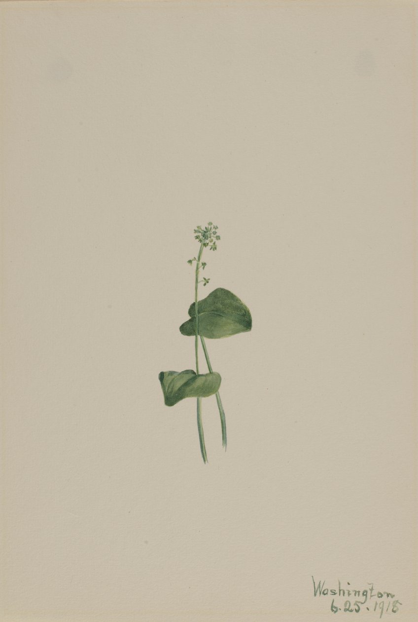 Groene addermond (Malaxis unifolia) door Mary Vaux Walcott