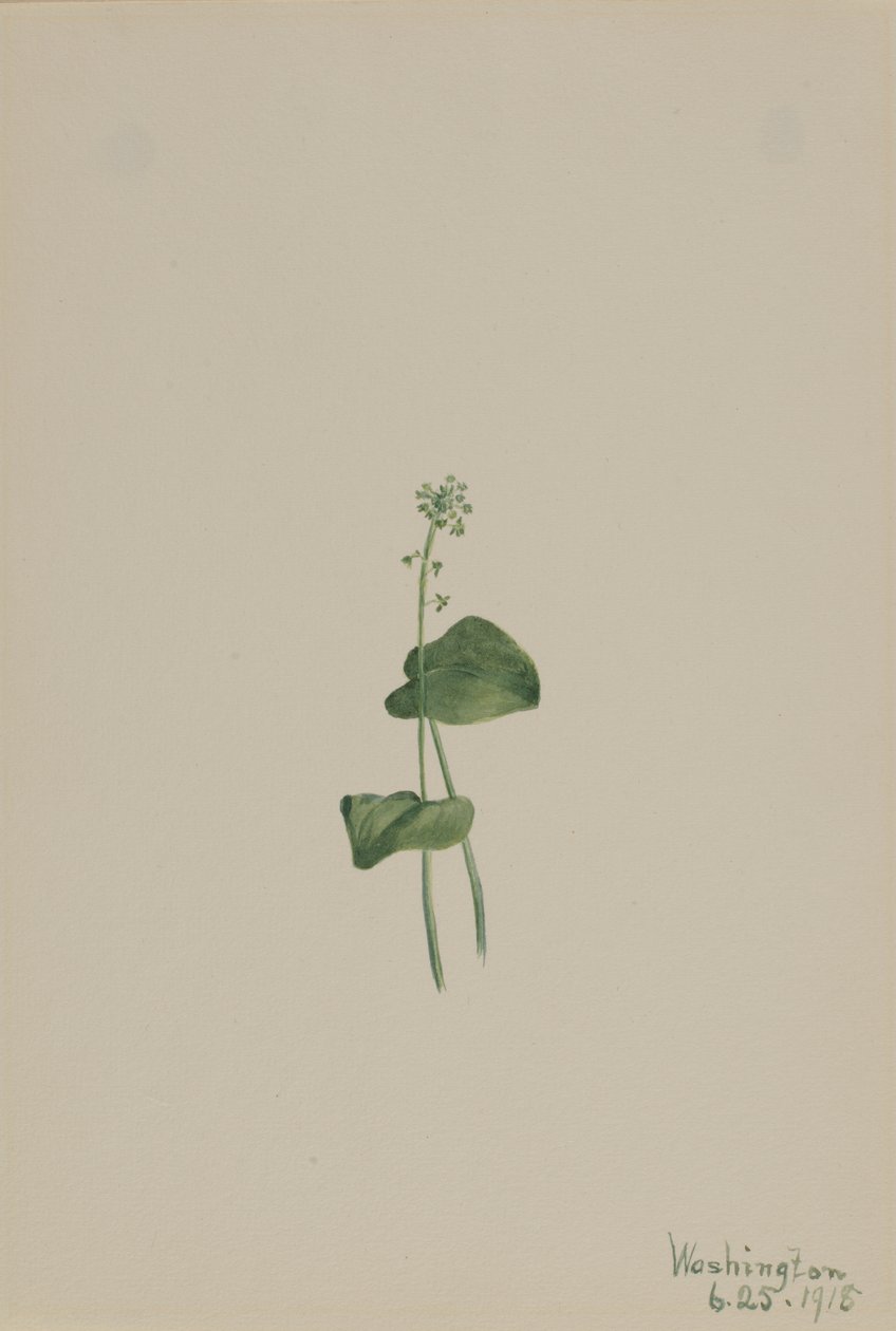 Groene Addertong Malaxis unifolia door Mary Vaux Walcott