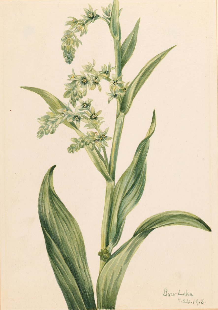 Groene berenkool (Veratrum viride) door Mary Vaux Walcott