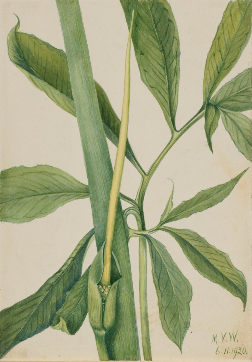 Groene draak (Arisaema dracontium) door Mary Vaux Walcott
