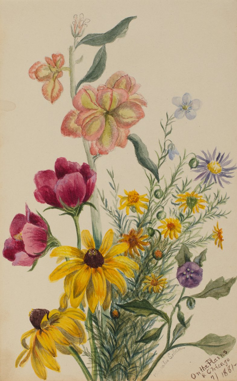 Groep Bloemen, 1881 door Mary Vaux Walcott