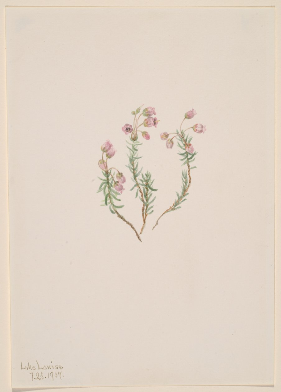 Heide Phyllodoce intermedia, 1907 door Mary Vaux Walcott