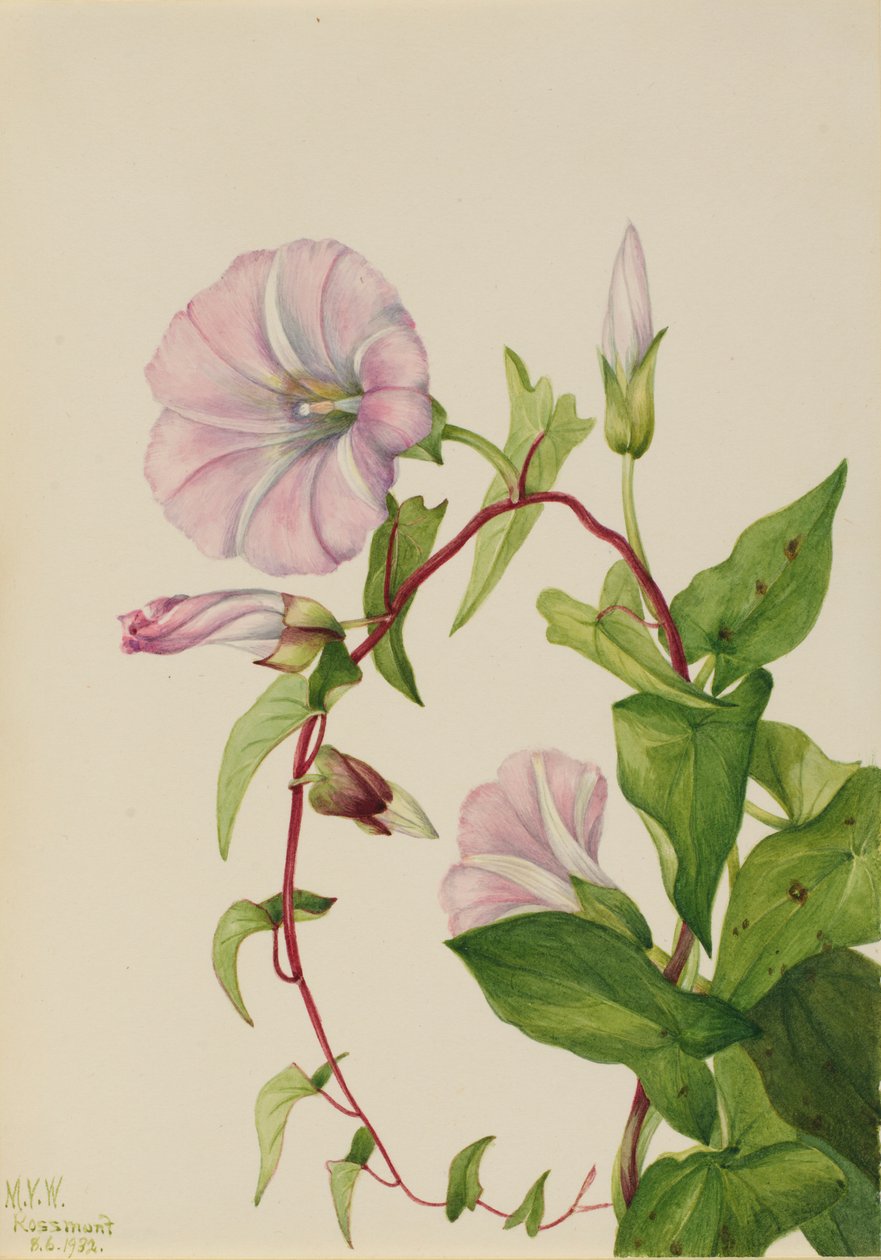 Haagwinde (Calystegia (Convolvulus) sepium) door Mary Vaux Walcott