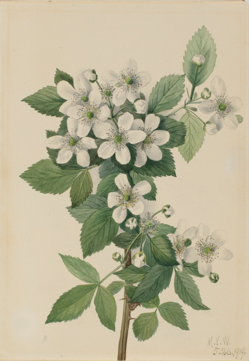 Highbush braam (Rubus argutus) door Mary Vaux Walcott