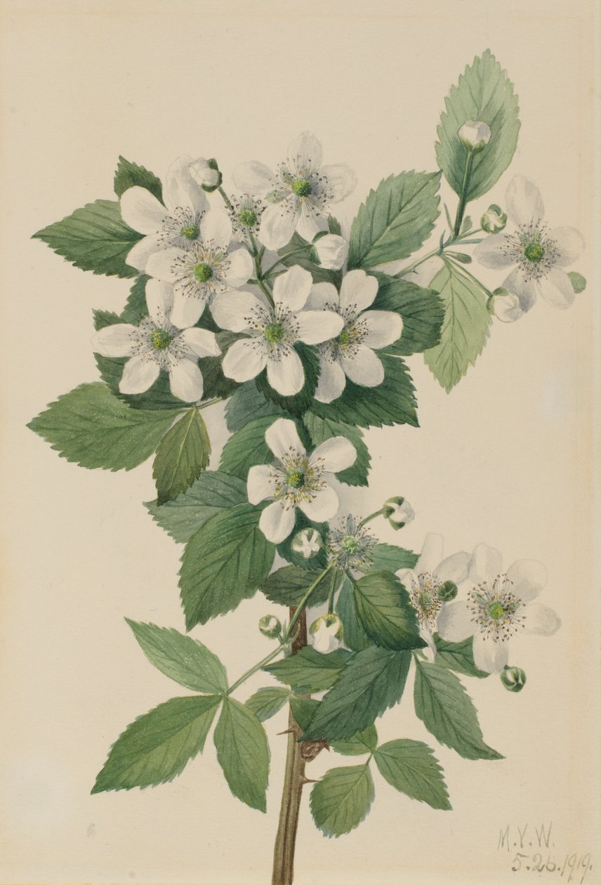 Hoogstruik Braam Rubus argutus, 1919 door Mary Vaux Walcott