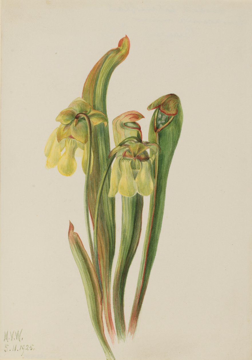 Gekapte bekerplant (Sarracenia minor) door Mary Vaux Walcott