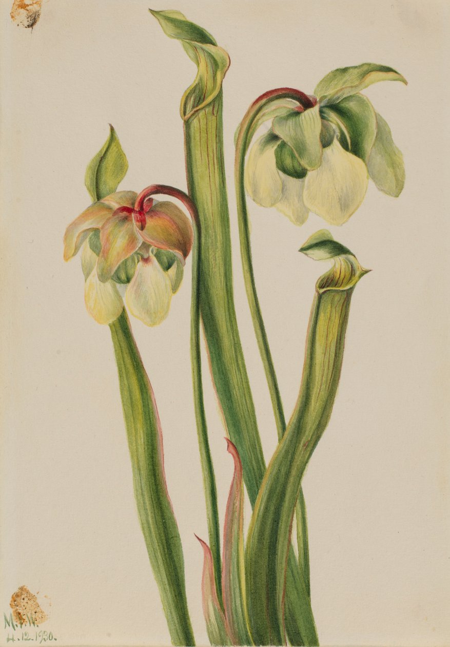 Hybride bekerplant (Sarracenia minor) door Mary Vaux Walcott
