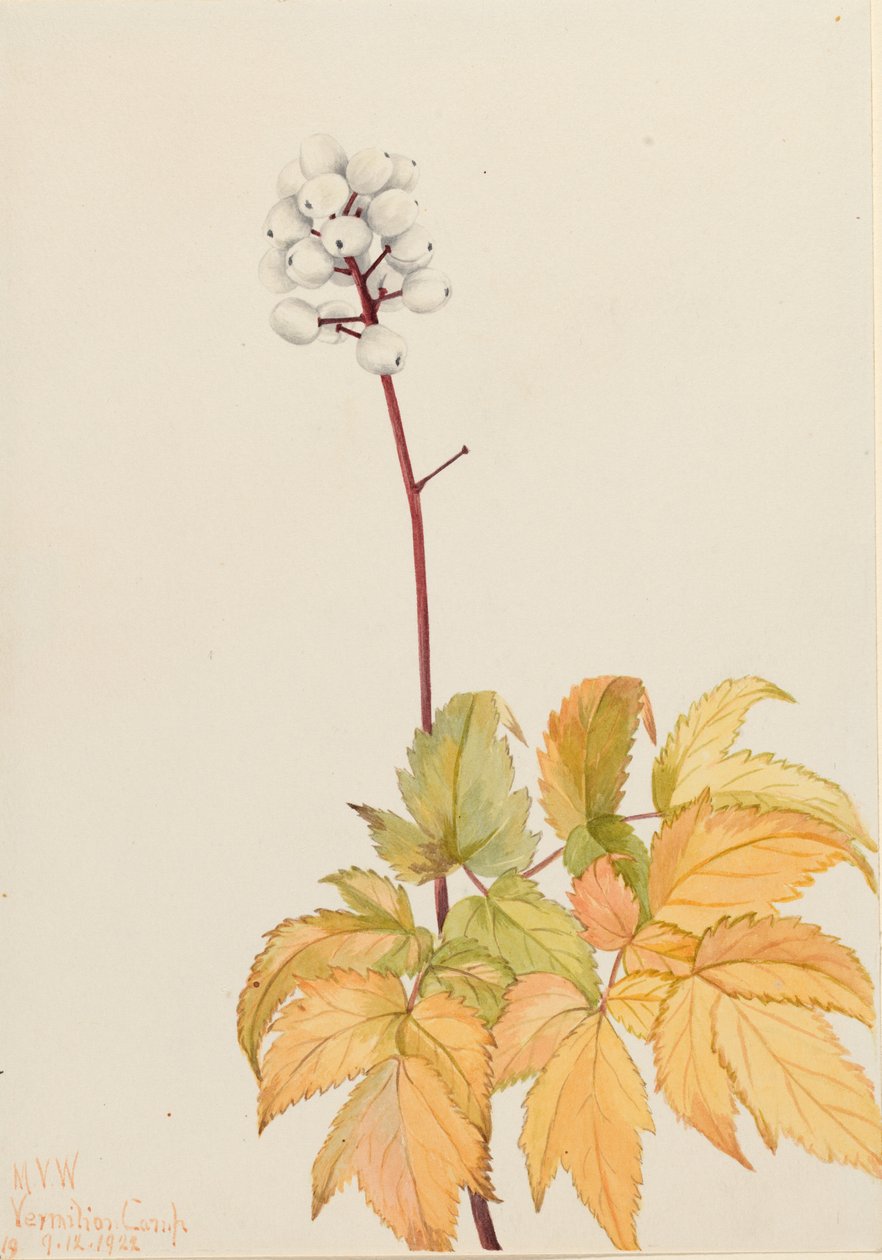 Ivoorbes (Actaea arguta) door Mary Vaux Walcott