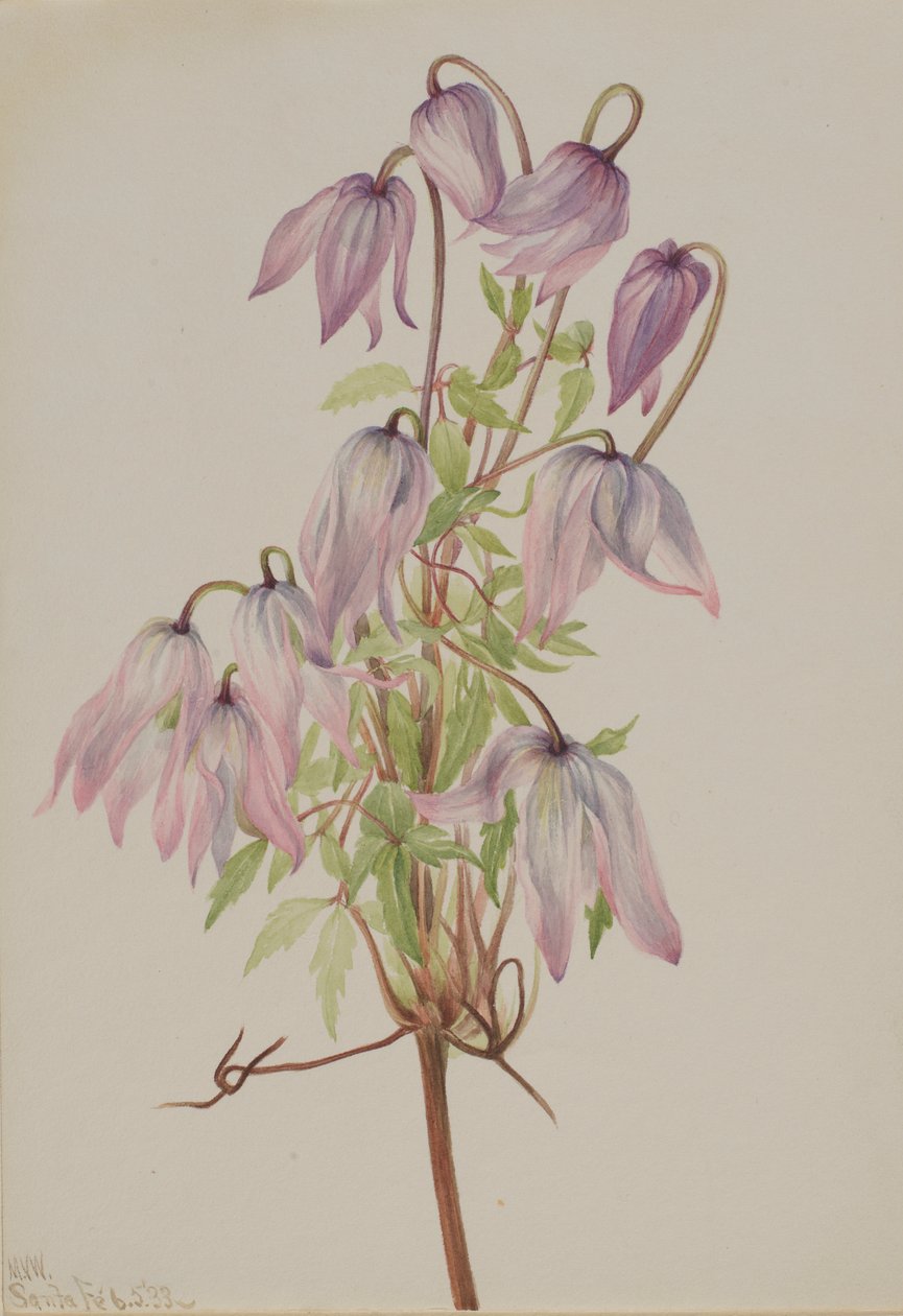 Jicarilla (Clematis pseudoalpina) door Mary Vaux Walcott