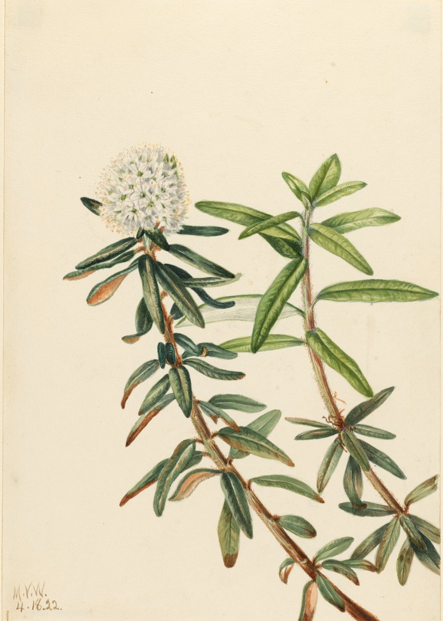 Labrador Tea (Ledum groenlandicum) door Mary Vaux Walcott