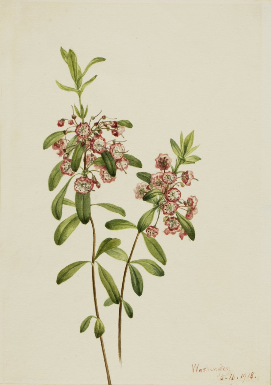 Lambkill Kalmia angustifolia door Mary Vaux Walcott