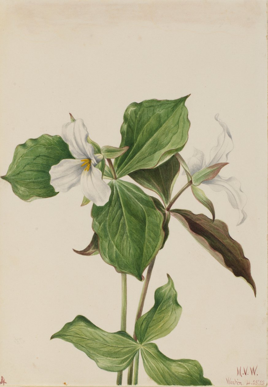 Grote witte Trillium (Trillium grandiflorum) door Mary Vaux Walcott