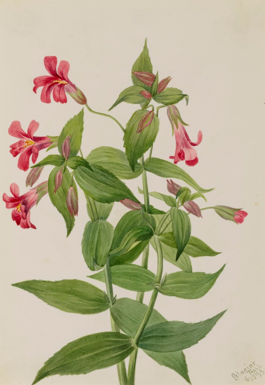 Lewis aapbloem Mimulus lewisii, 1899 door Mary Vaux Walcott