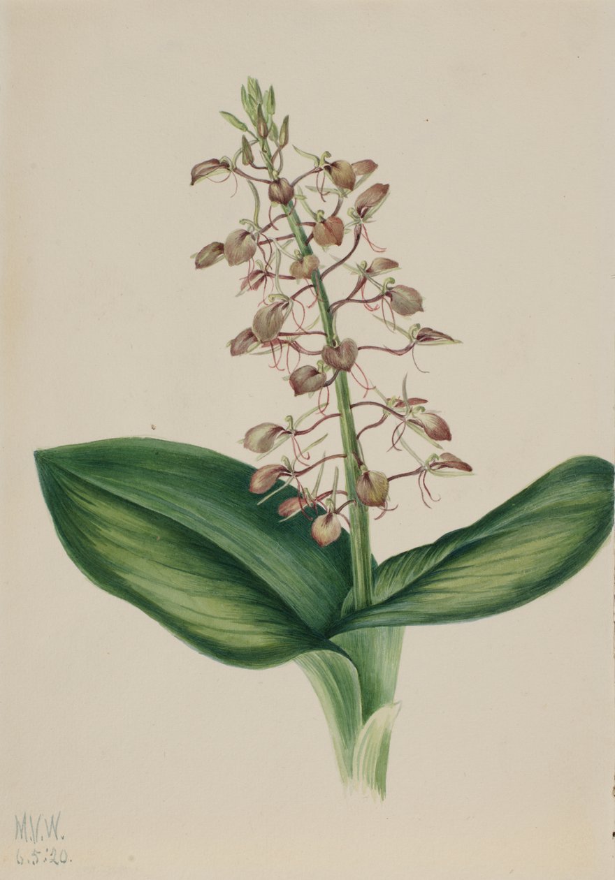 Lelie Twayblade Liparis liliifolia door Mary Vaux Walcott