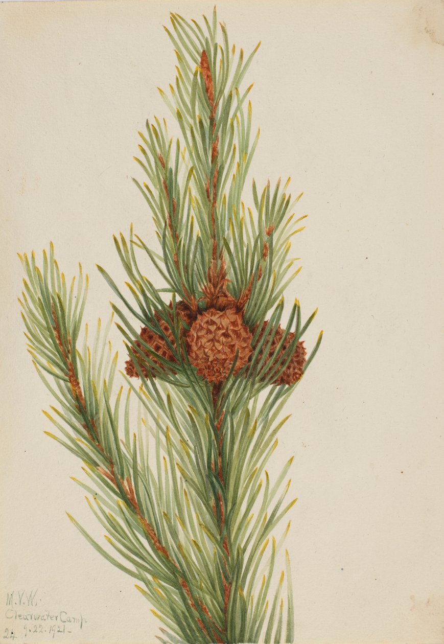 Lodgepole den (Pinus Contorta murrayana) door Mary Vaux Walcott