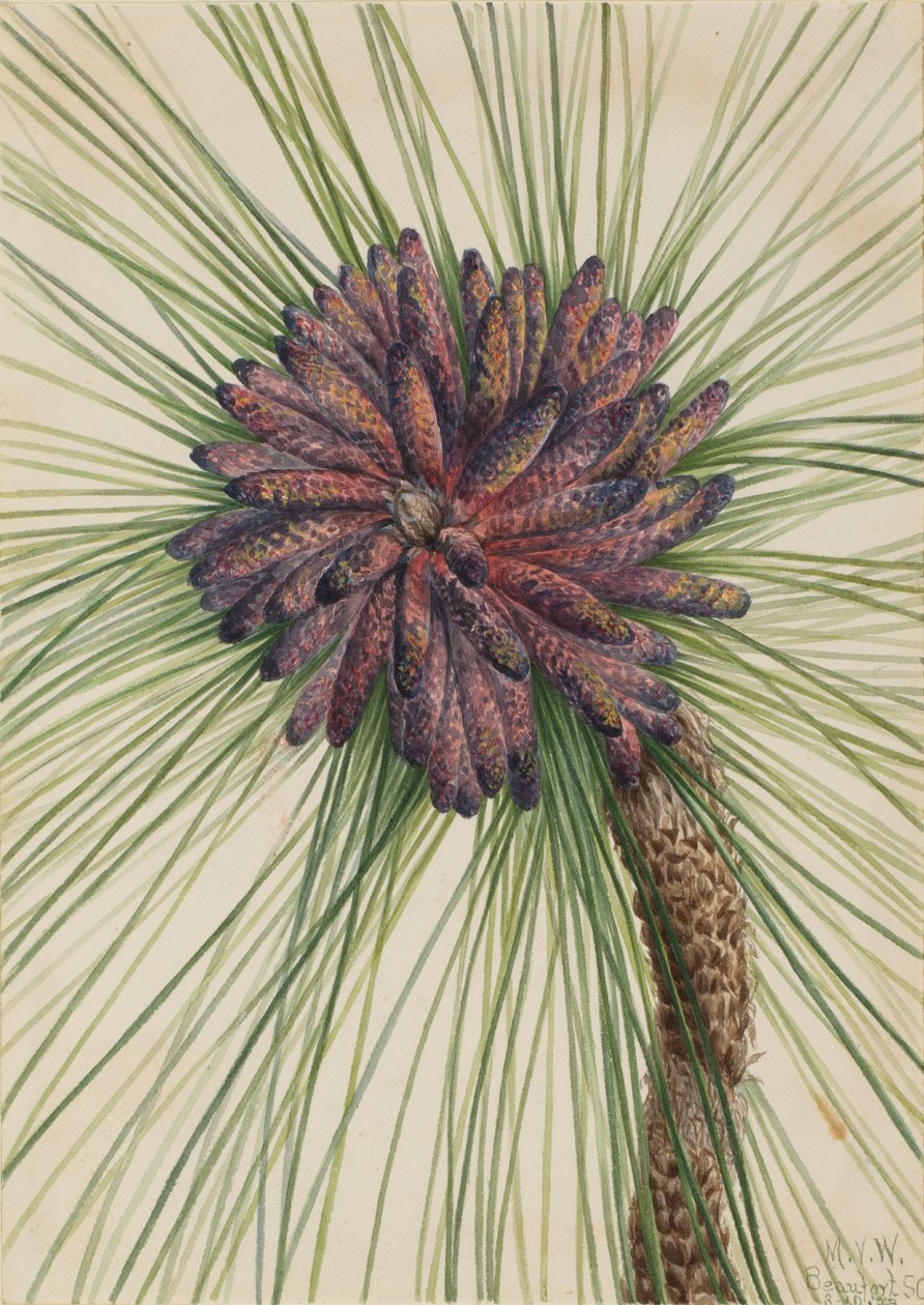 Langbladige den Pinus palustris door Mary Vaux Walcott