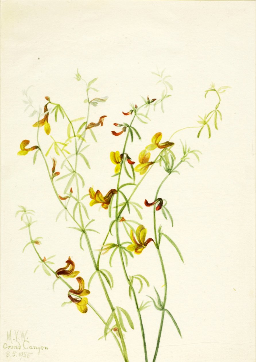 Lotus puberulus, 1935 door Mary Vaux Walcott
