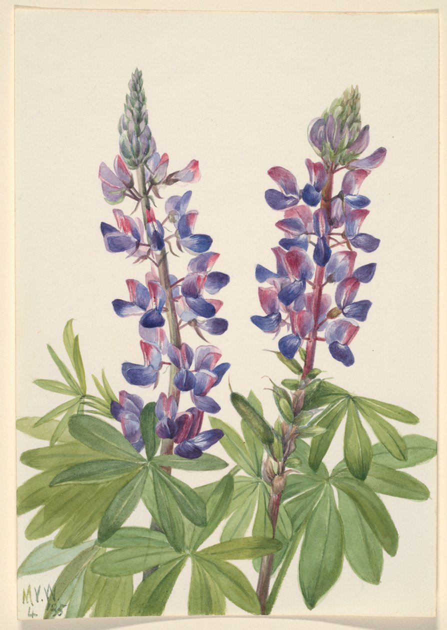 Lupine (Lupinus fornosus) door Mary Vaux Walcott