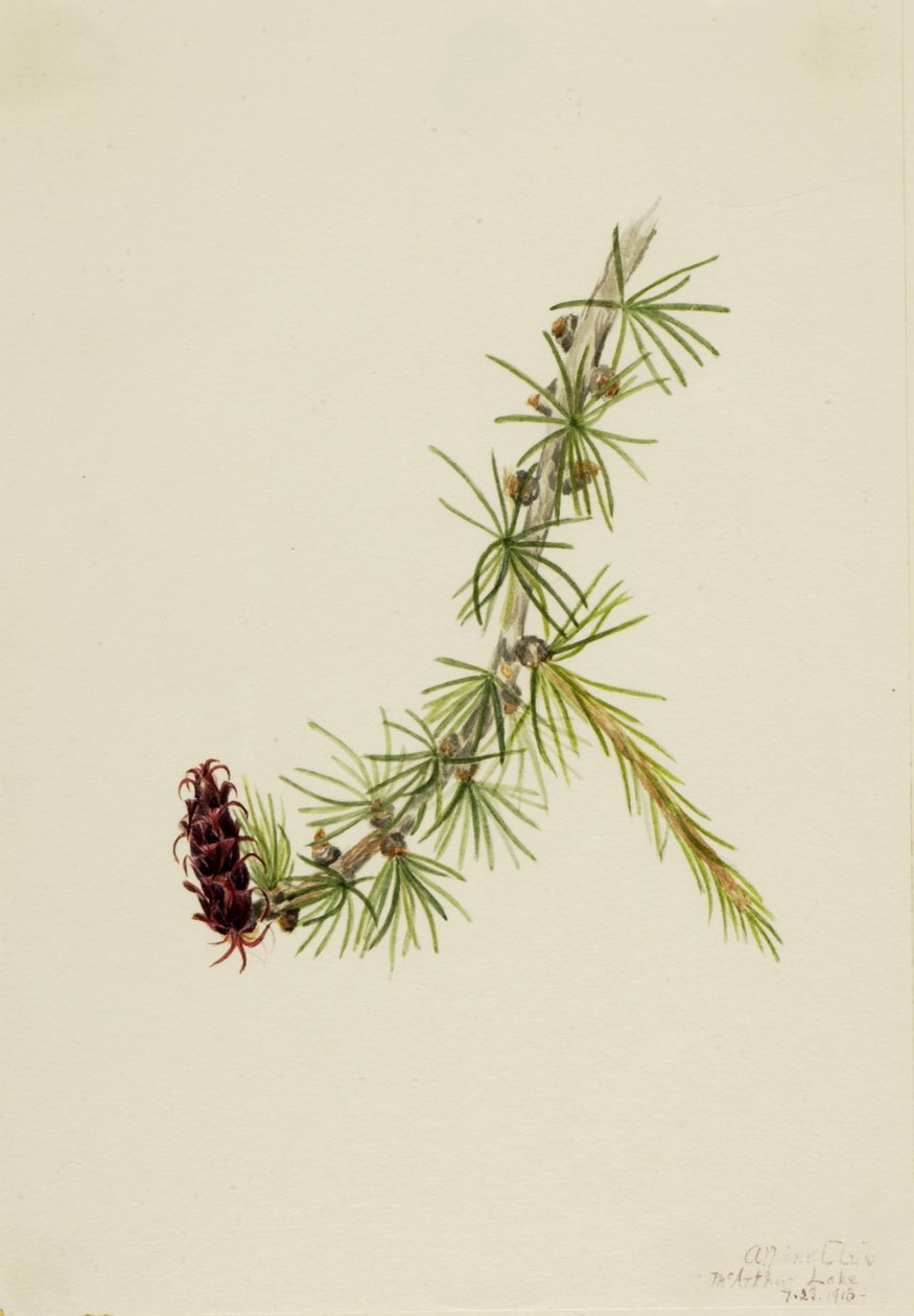 Lariks (Larix lyallii) door Mary Vaux Walcott