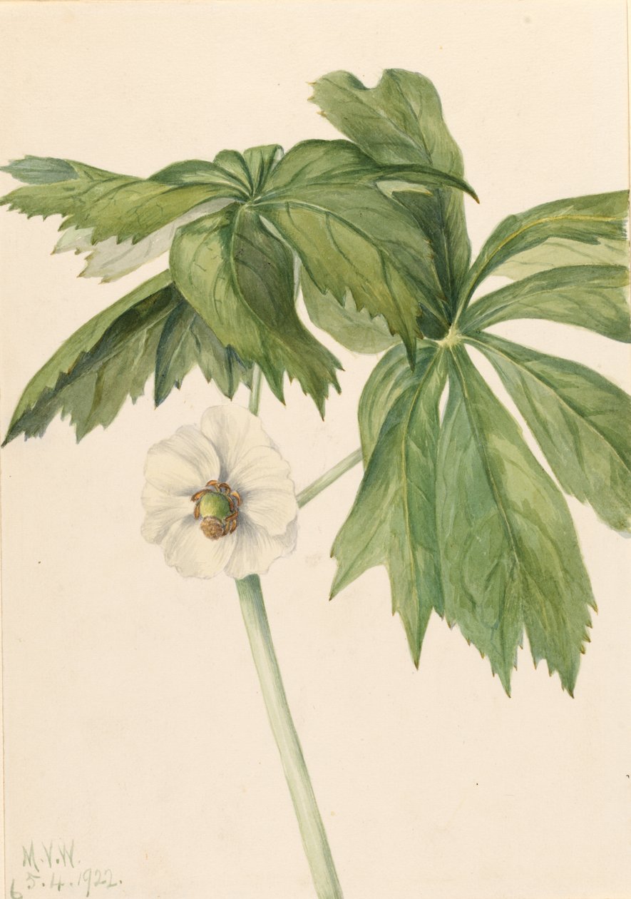 Mei-appel (Podphyllum paltatum) door Mary Vaux Walcott